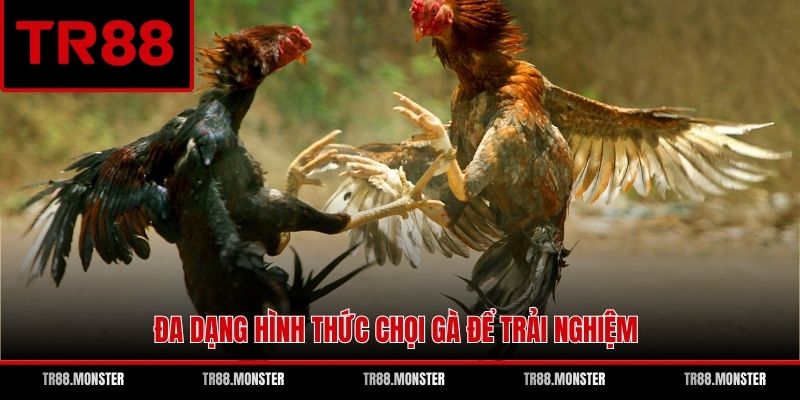 Đa dạng hình thức chọi gà để trải nghiệm