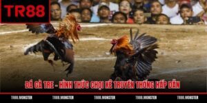 Đá Gà Tre - Hình Thức Chọi Kê Truyền Thống Hấp Dẫn